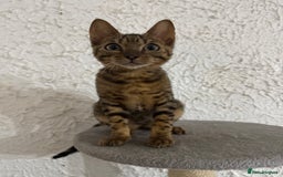 Bengal cats for sale: Male bengal kitten  - Image 4