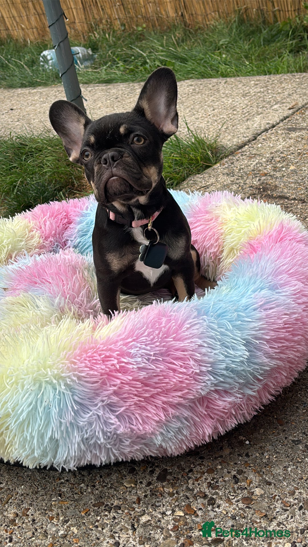 French Bulldog dogs for sale: Kc registered chocolate and tan  - Advert 3