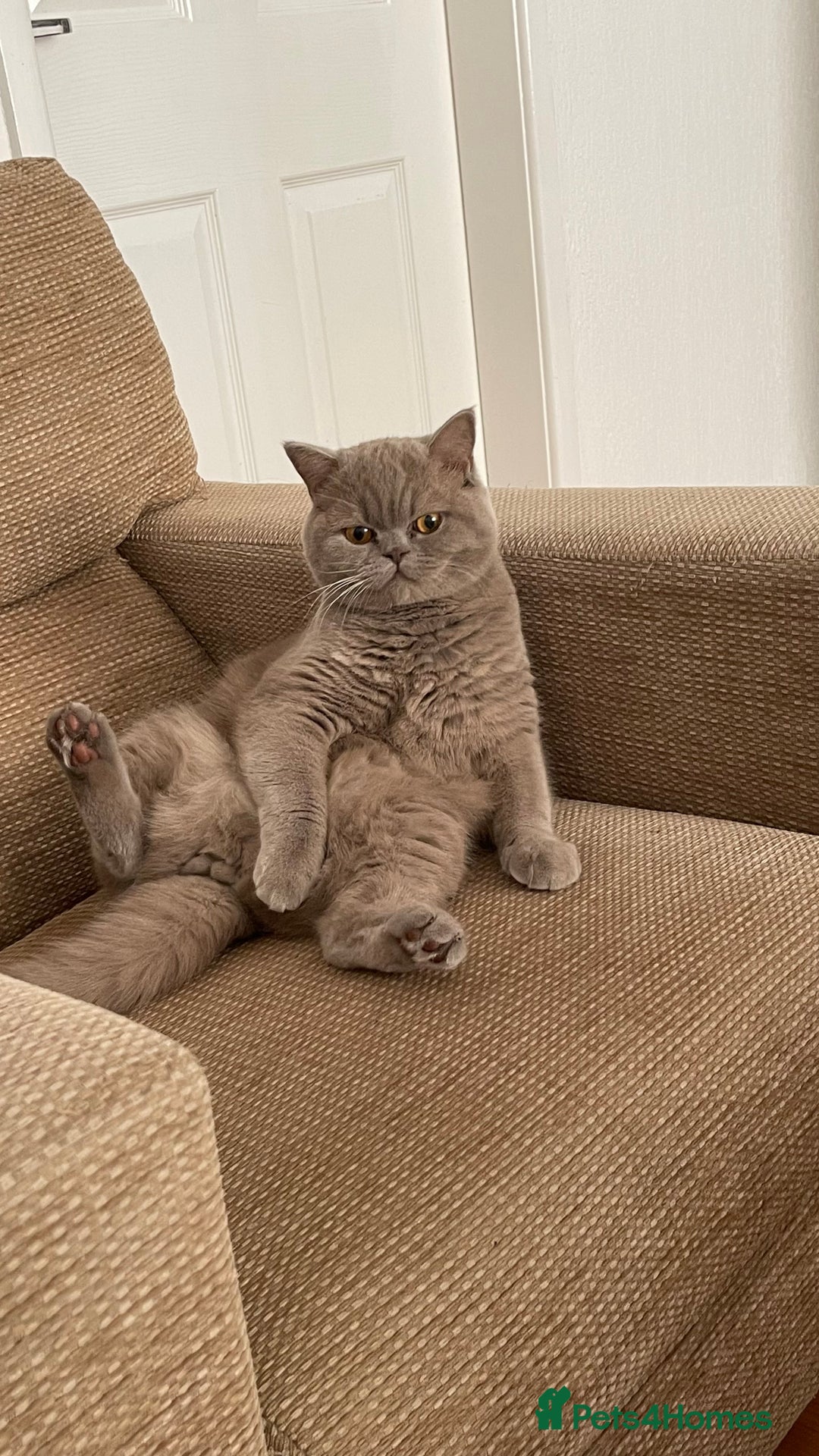British Shorthair cats for sale: British shorthair male adult - Advert 3