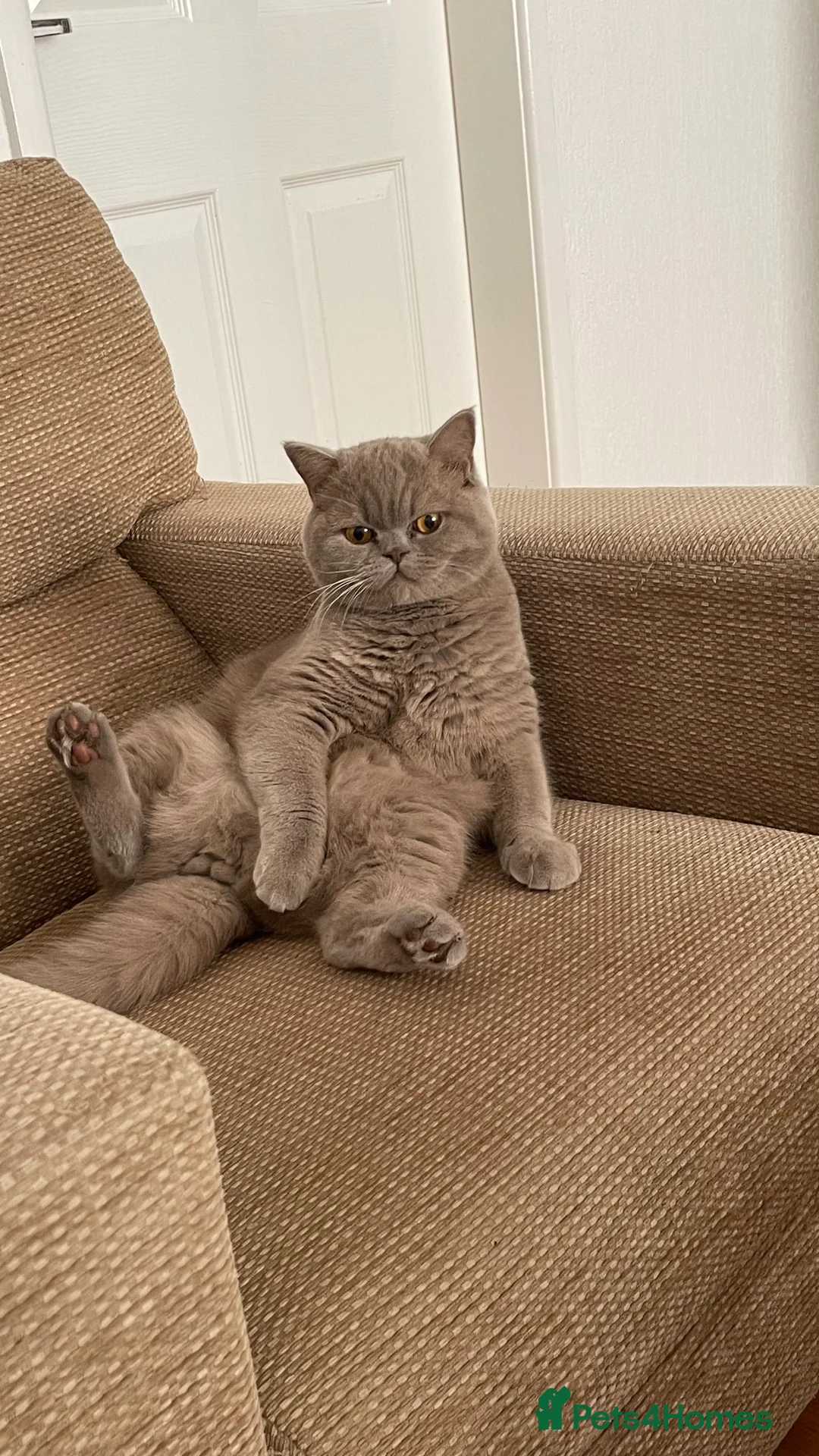 British Shorthair cats for sale: British shorthair male adult - Advert 3