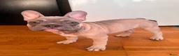 French Bulldog dogs for sale: KC French Bulldog Boys – Fully Vaccinated - Advert 7