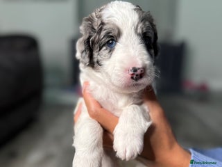 Bernedoodle dogs - Advert 2