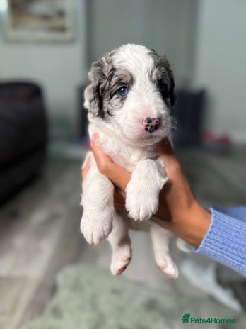 Bernedoodle dogs - Advert 2