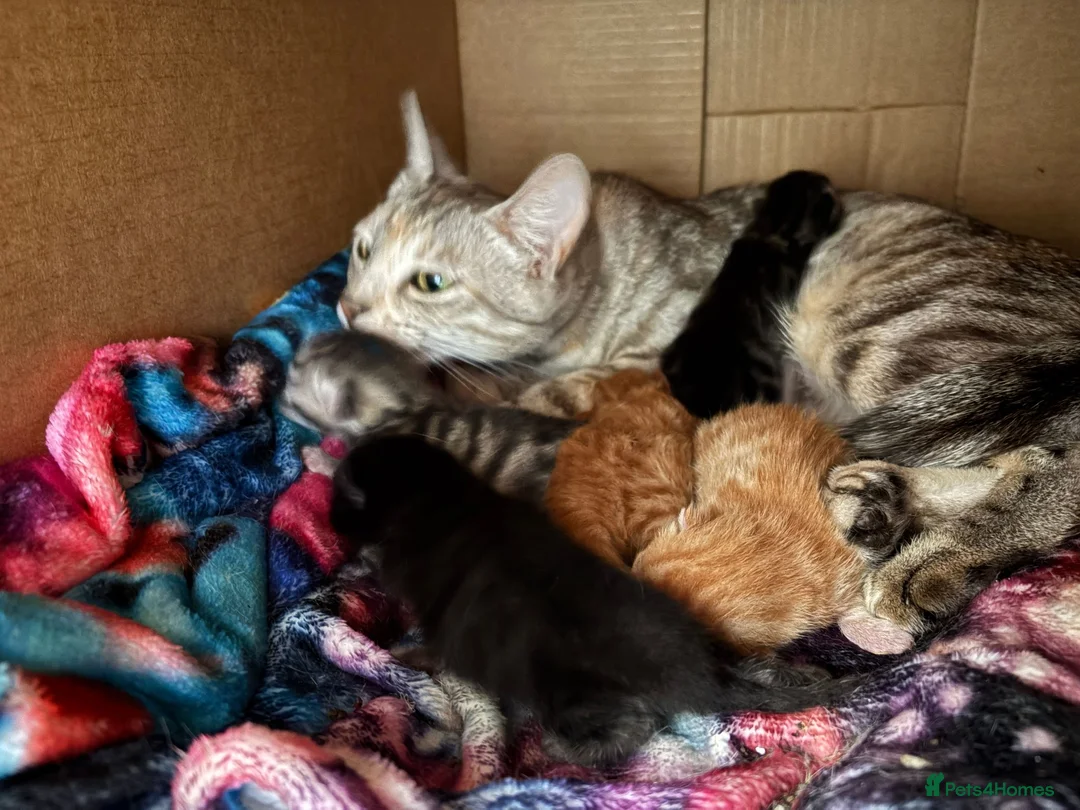 Mixed Breed cats for sale: Available Now - 2 Ginger & 1 Black Kitten - Advert 2