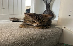 Mixed Breed cats for sale: REDUCED & READY NOW BSH x Tabby kittens  - Image 24