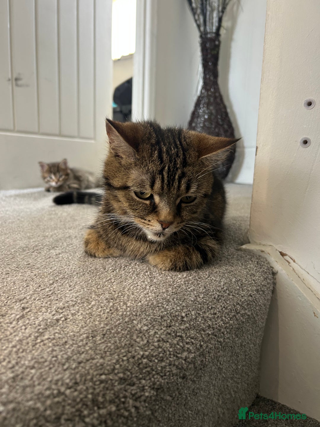 Mixed Breed cats for sale: REDUCED & READY NOW BSH x Tabby kittens  - Image 24