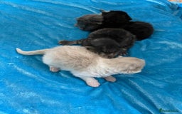 Siberian cats for sale: Estrella - purebred Siberian/ Neva Masquerade  - Image 8