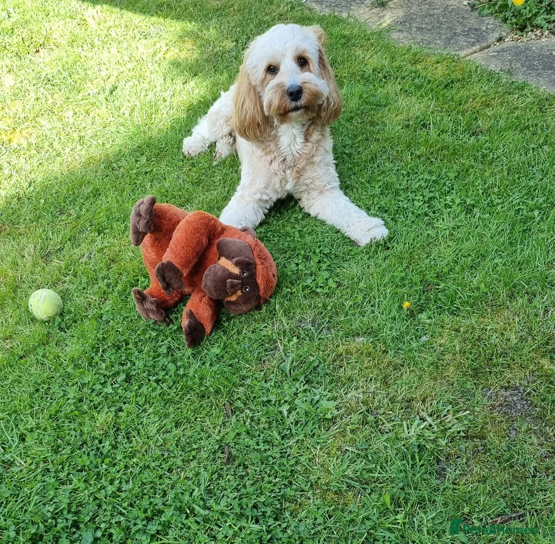 Cockapoo dogs for stud: Handsome Cockapoo for Stud in Slough - Advert 3