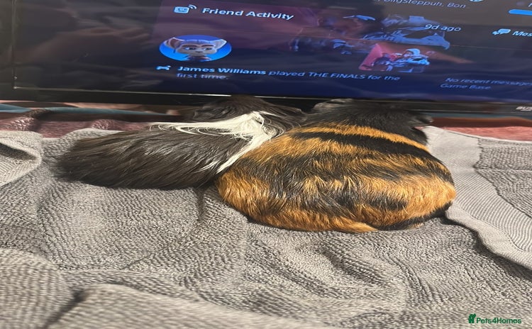 Guinea Pig rodents - Advert 1