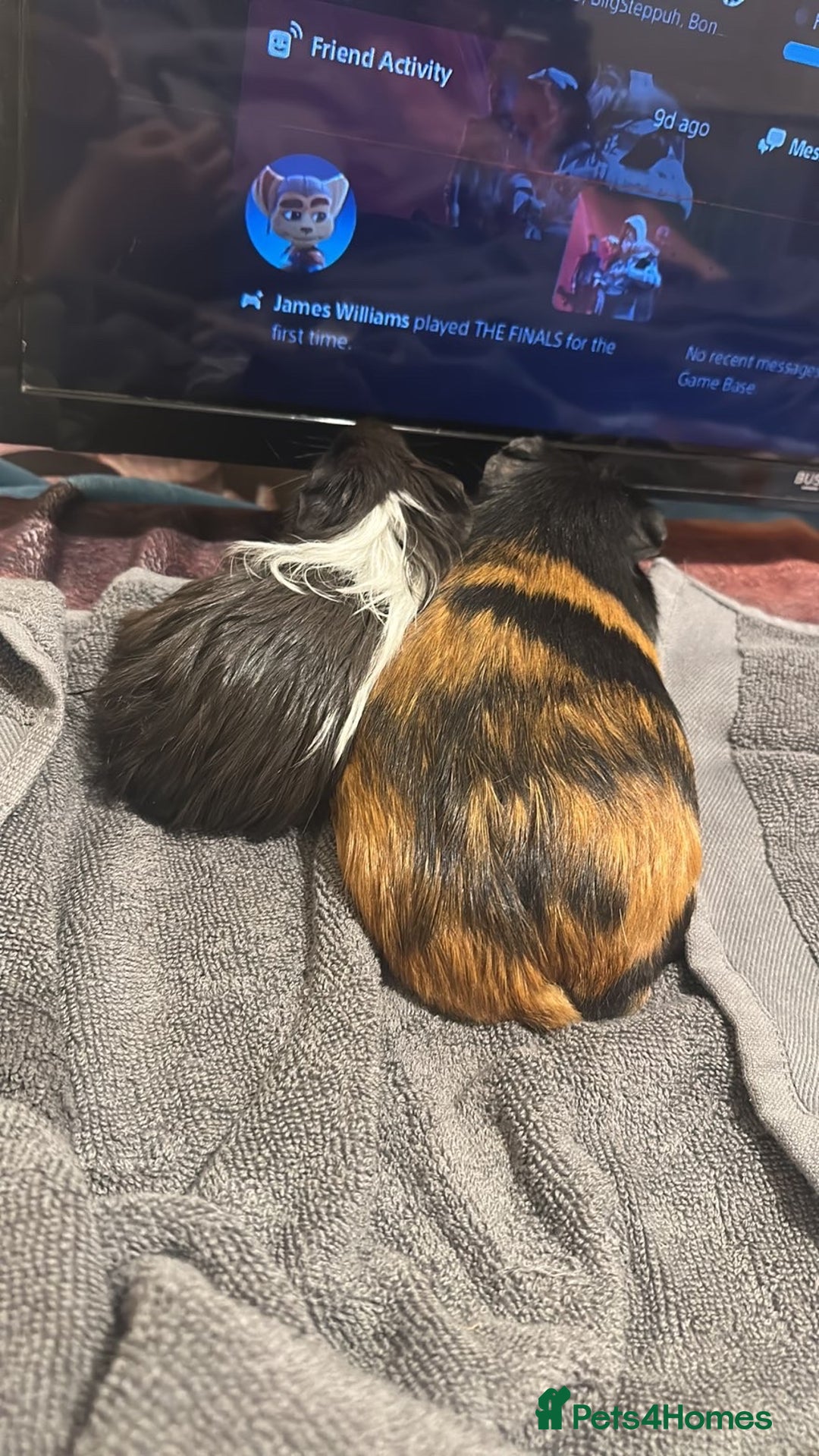Guinea Pig rodents for sale: Black and ginger one - Image 1