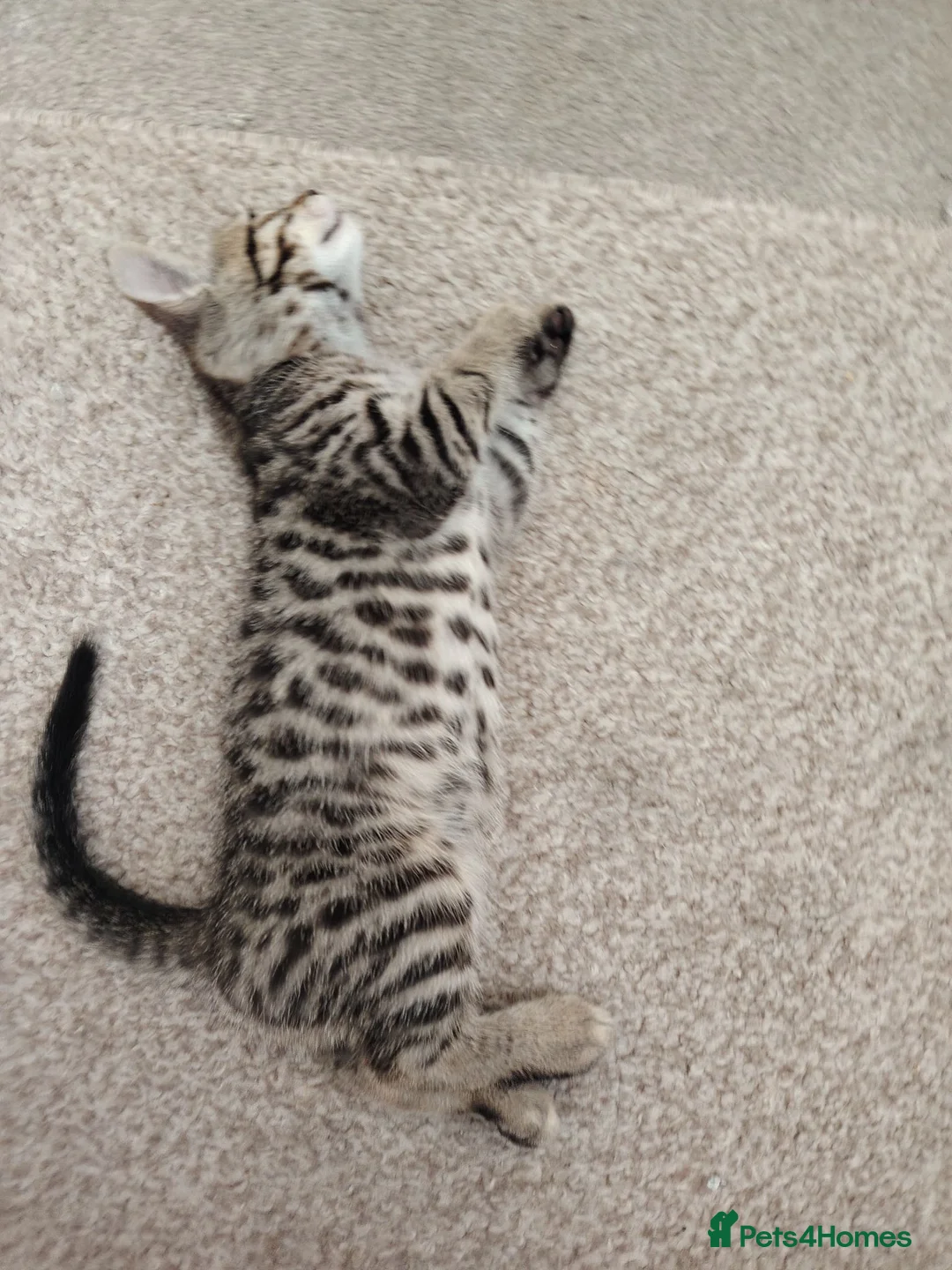 Bengal cats for sale: Half Bengal kitten in Dewsbury - Advert 2