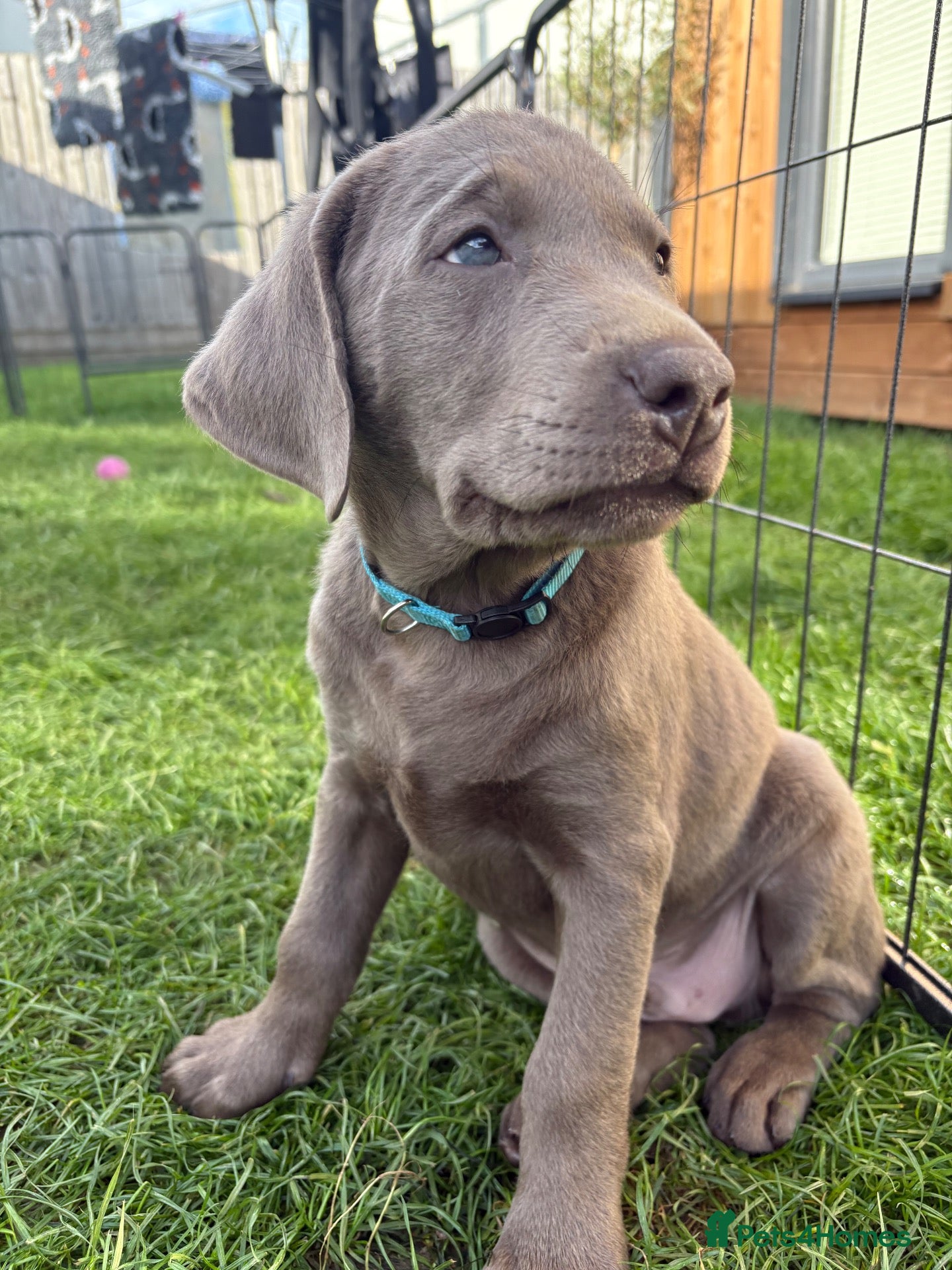 Labrador Retriever dogs Outstanding KC Silver/Champagne/Charcoal Labradors - Advert 2