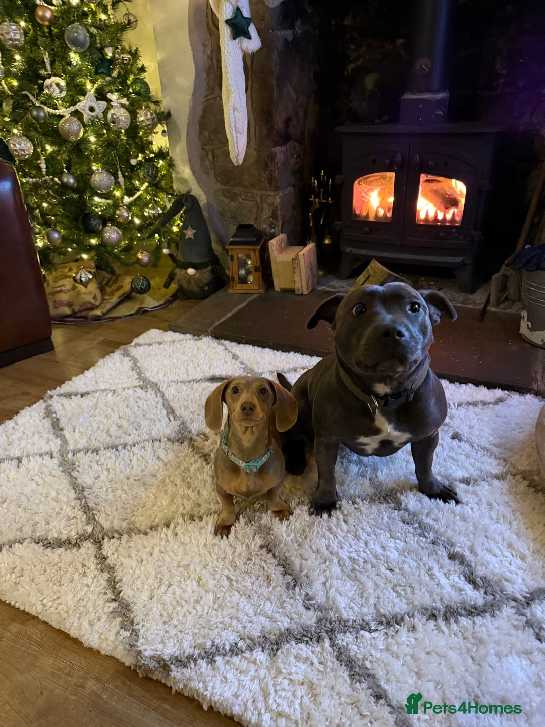 Miniature Dachshund dogs for sale: 3 girls Left Miniature Dachshund chocolate & tan - Advert 31
