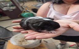 Guinea Pig rodents for sale: Baby guinepigs long haired  - Image 2