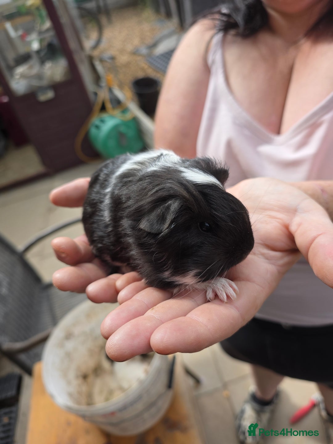 Guinea Pig rodents for sale: Baby guinepigs long haired  - Image 2