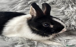 Netherland Dwarf rabbits for sale: Netherland Dwarf Rabbits For Sale - Image 4