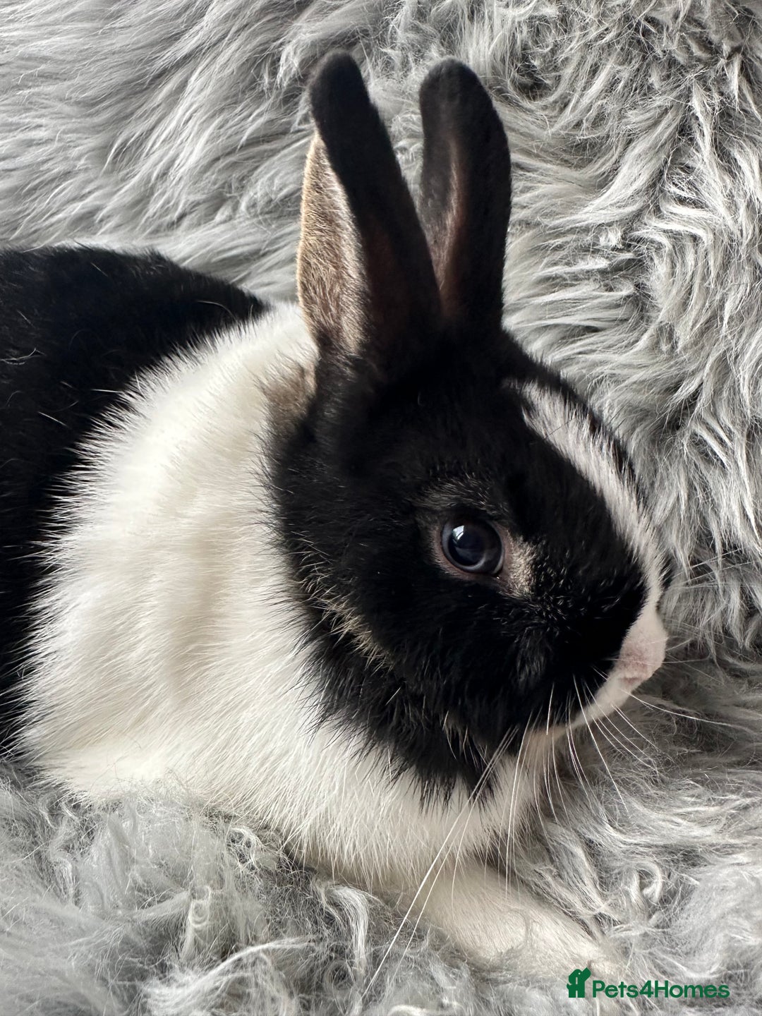 Netherland Dwarf rabbits for sale: Netherland Dwarf Rabbits For Sale - Image 4