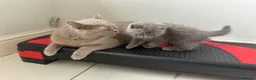 British Shorthair cats for sale: British shorthair and longhair kittens - Advert 6