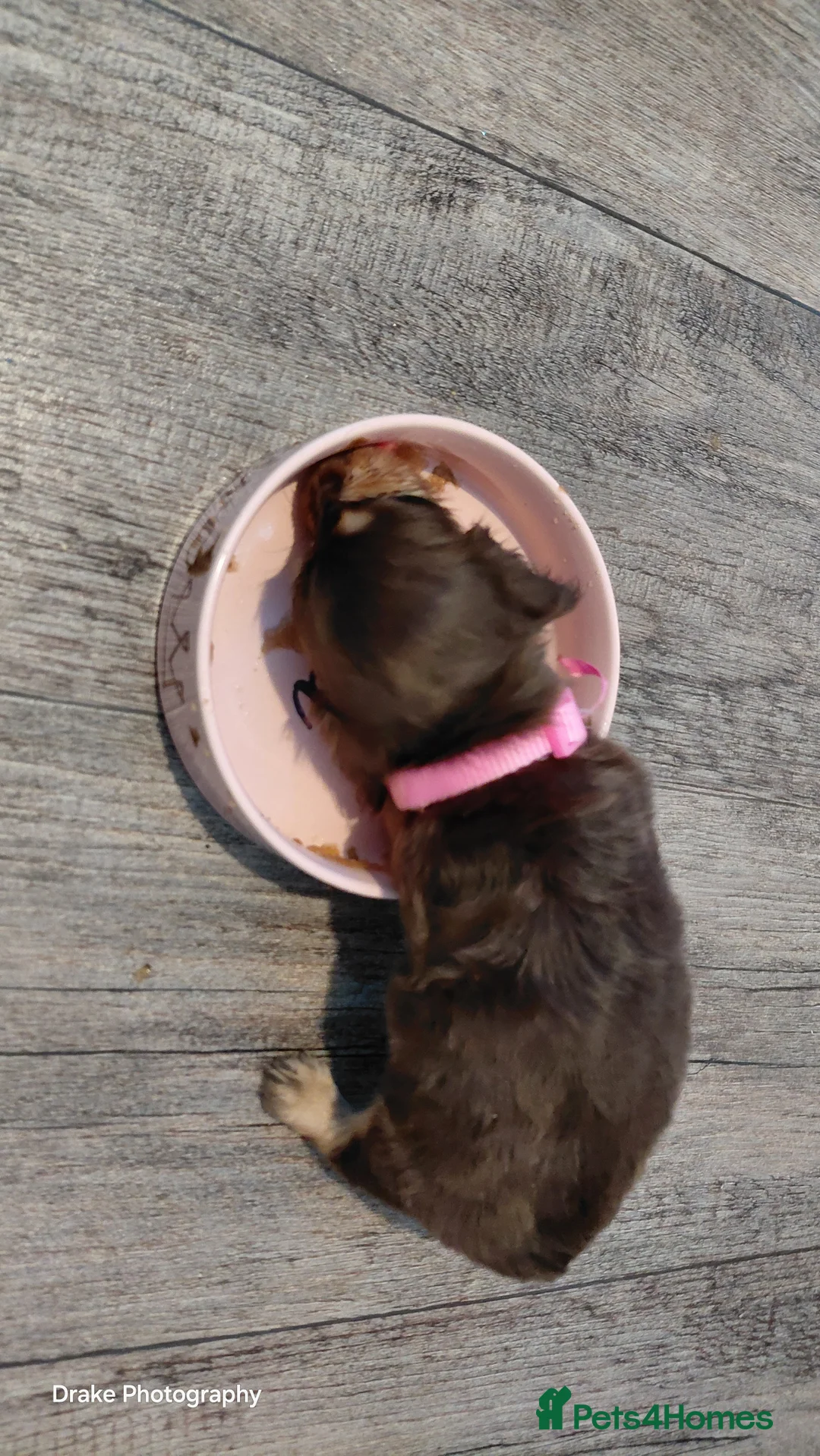 Miniature Dachshund dogs for sale: Sweetest Longhaired/One S.Haired Mini's 🤎🐾 - Advert 21