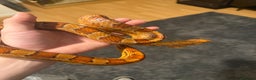 Corn Snake reptiles for sale: Rita and rody  - Advert 5