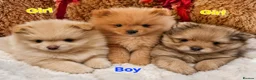 Pomeranian dogs for sale: Beautiful 3 Pomeranians up for reservation! - Advert 4