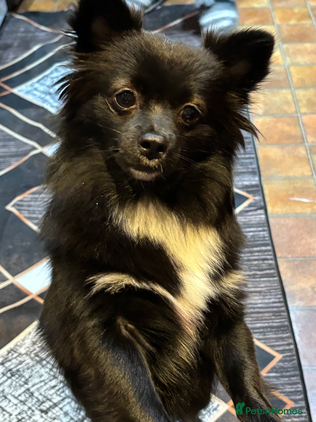 Pomeranian dogs for sale: • Beautiful Female Pomeranian – Bonnie - Advert 2