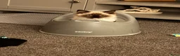 Ragdoll cats for sale: Loving kittens looking for there forever home  - Advert 3