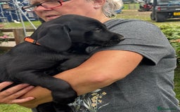 Labrador Retriever dogs for sale: Gorgeous Labrador Puppies - Image 7