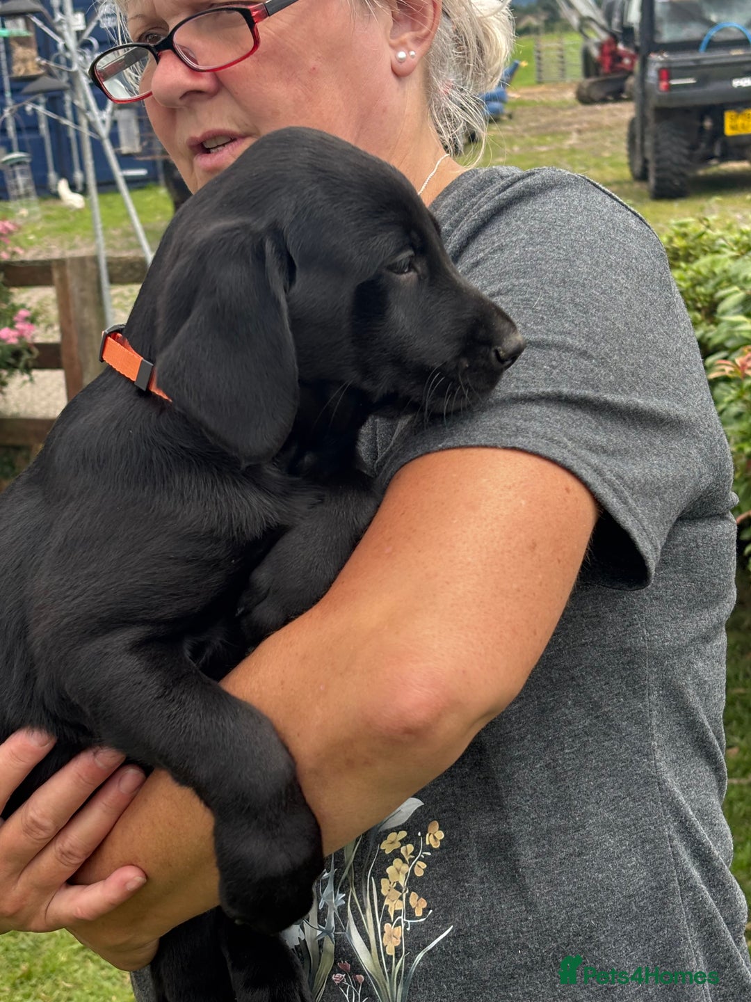 Labrador Retriever dogs for sale: Gorgeous Labrador Puppies - Image 7