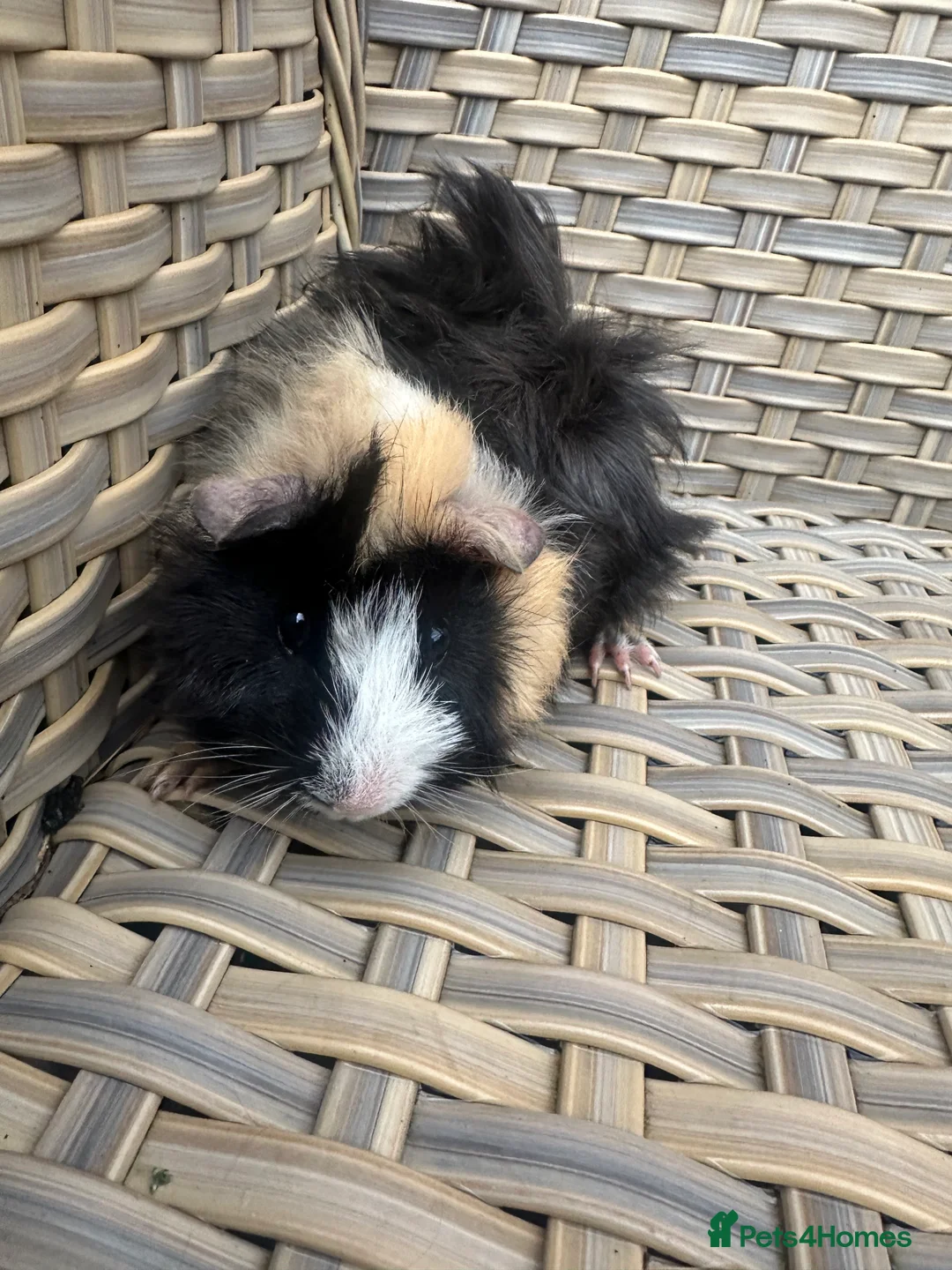 Guinea Pig rodents for sale: 1 left Lovely funky haired male guinea pig - Advert 5