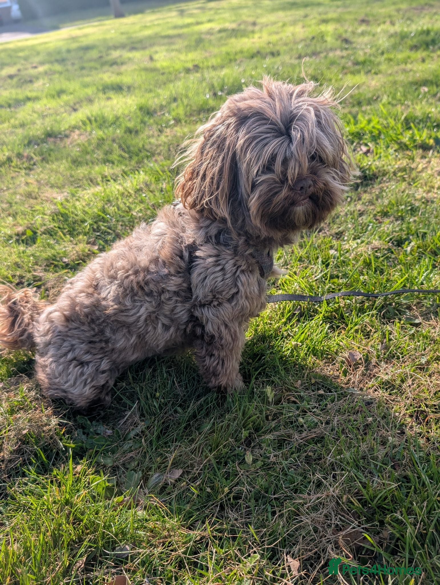 Mixed Breed dogs Shipoochis  - Advert 5