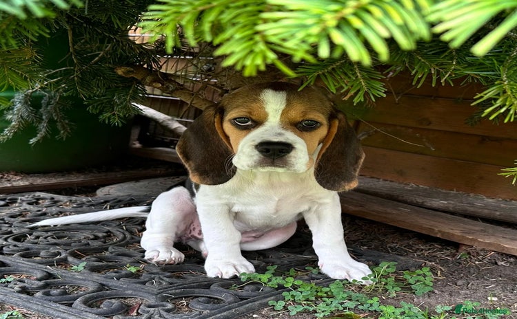 Beagle dogs in New Malden - Advert 1