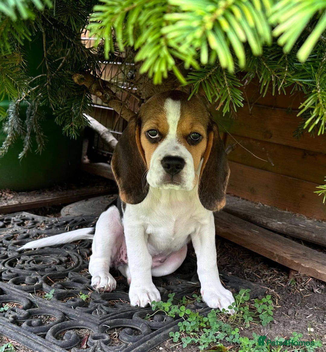 Beagle dogs for sale: KC reg Gorgeous Beagle Pups Champion Bloodline in New Malden - Image 1