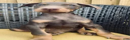 Dobermann dogs for sale: Beautiful family dobermans * 2 boys ready to go* - Advert 11