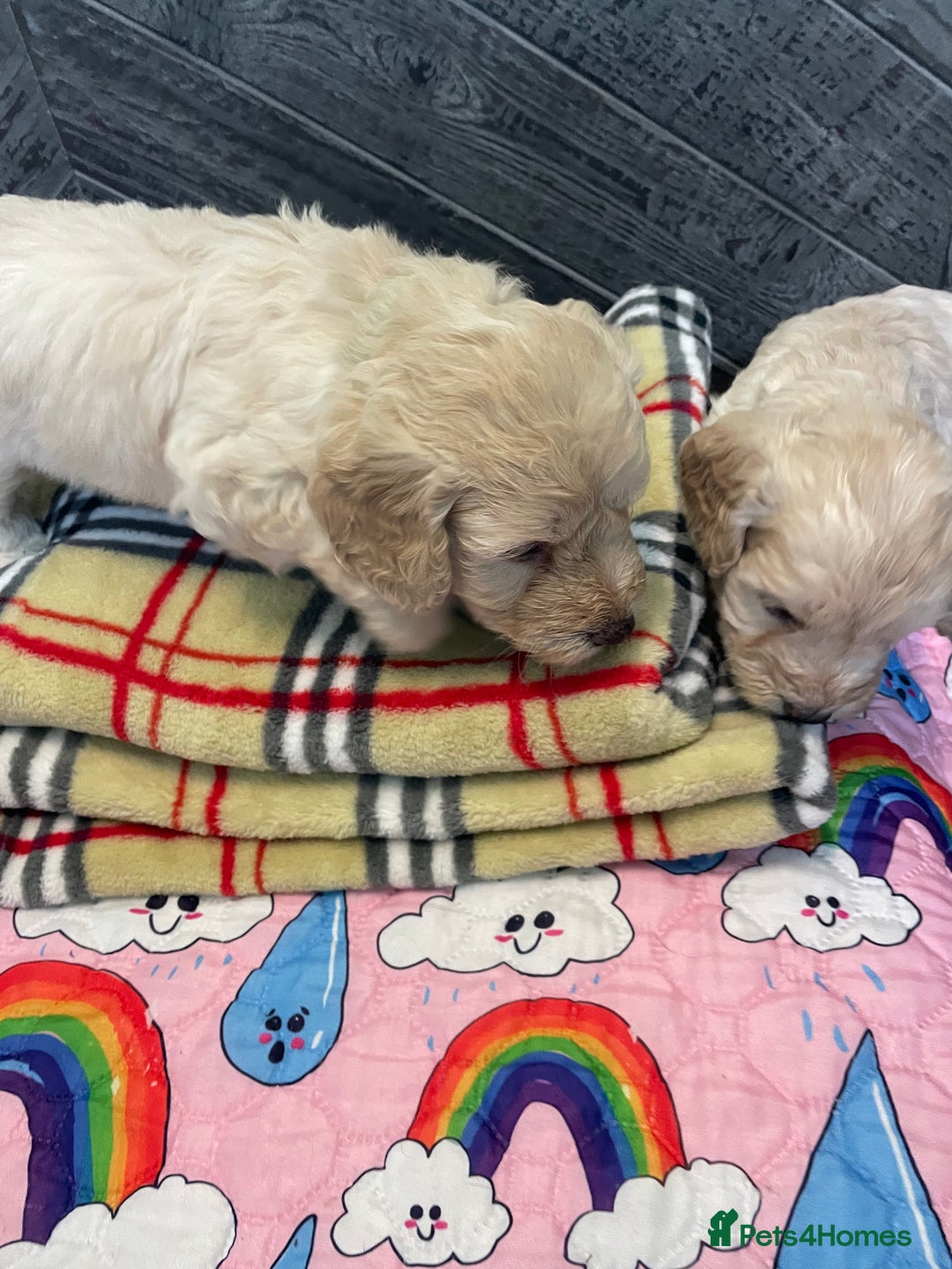Cockapoo dogs for sale: Cockapoo puppies F1  - Image 14