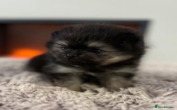Pomeranian dogs for sale: KC Black&Tan Pom puppies stunning 🤩 🧡🖤 - Image 17
