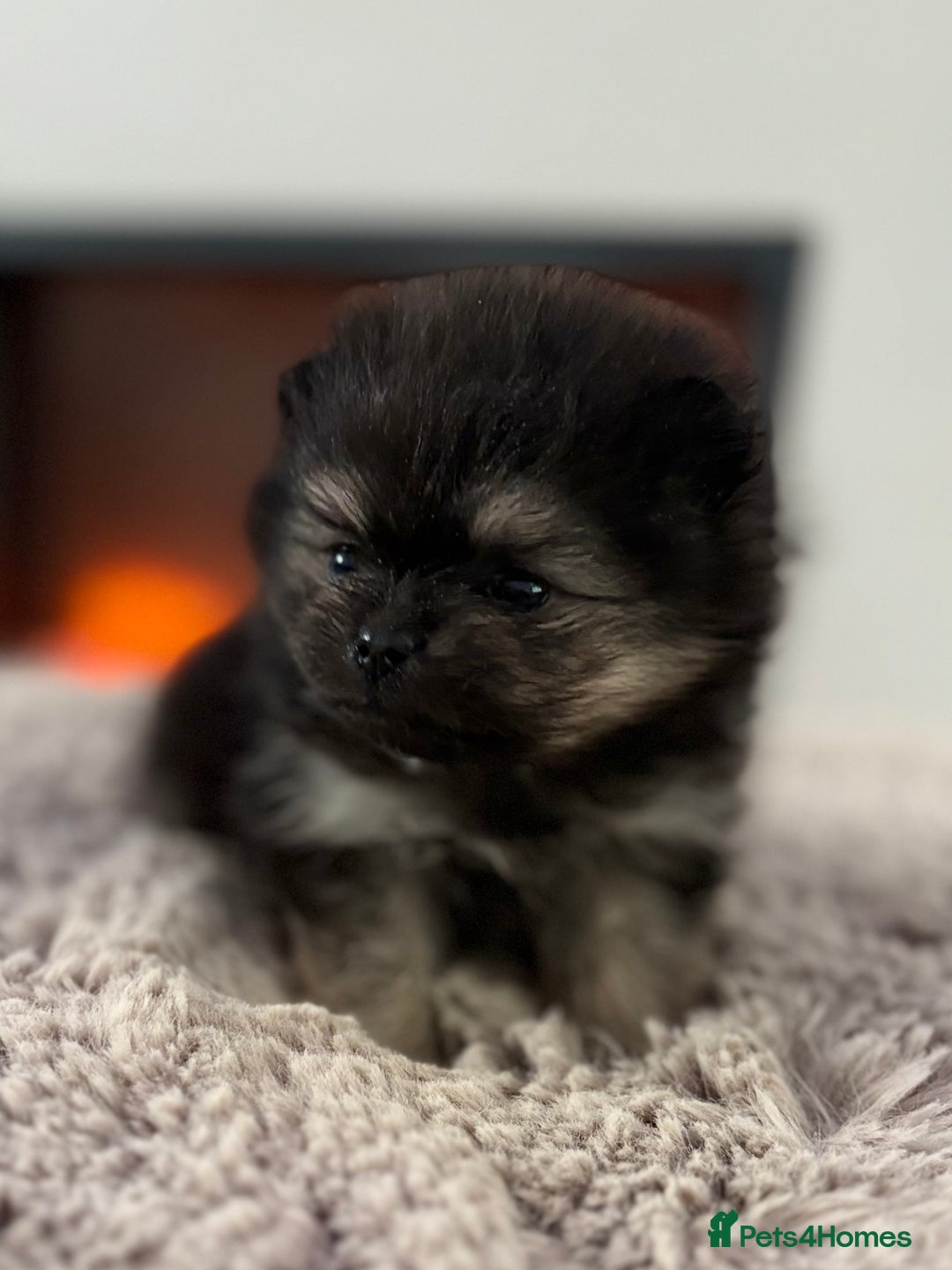 Pomeranian dogs for sale: KC Black&Tan Pom puppies stunning 🤩 🧡🖤 - Image 17