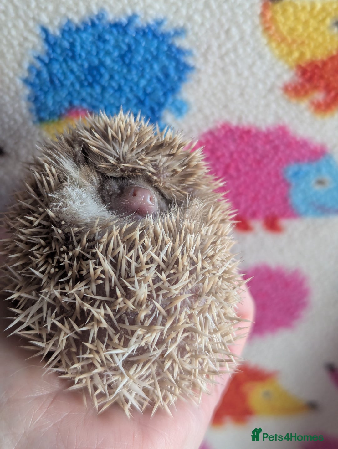 Pygmy Hedgehog rodents for sale: Gorgeous Baby Hoglets/ Ready to Reserve!!! - Advert 4