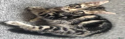 Domestic Shorthair cats for sale: Russian Blue × Bengal Mixed Kittens – 4 available - Advert 16