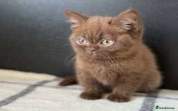 Brazilian Shorthair cats for sale: GCCF Reg British Shorthair Kittens (Males) - Image 6
