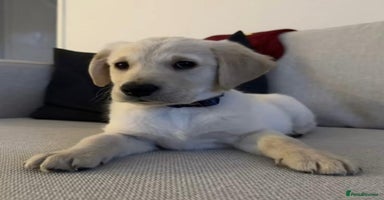 Labrador Retriever dogs - Advert 4
