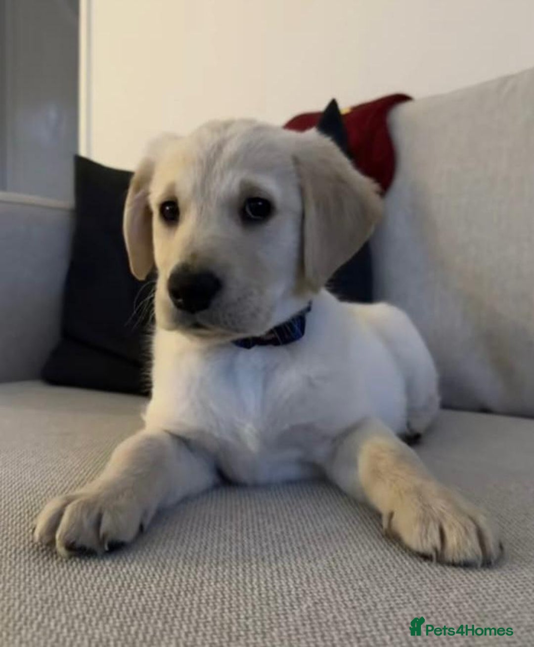 Labrador Retriever dogs for sale: Labrador puppy for sale  - Image 2