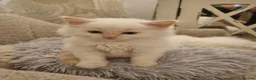 Ragdoll cats for sale: Health tested pure ragdoll  kittens  - Advert 17