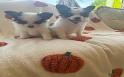 Papillon dogs for sale: 2 Beautiful Pedigree Female Papillons  - Image 3