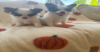 Papillon dogs - Advert 15