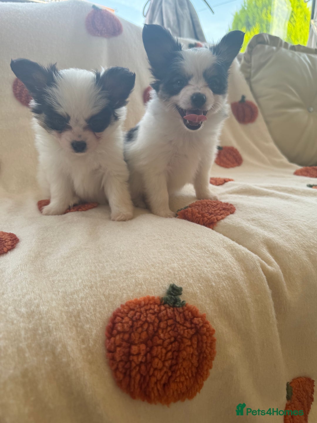 Papillon dogs for sale: 2 Beautiful Pedigree Female Papillons  - Image 3