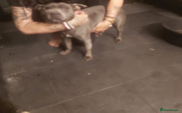 Mixed Breed dogs Blue staff x Black labrador puppies  - Advert 4