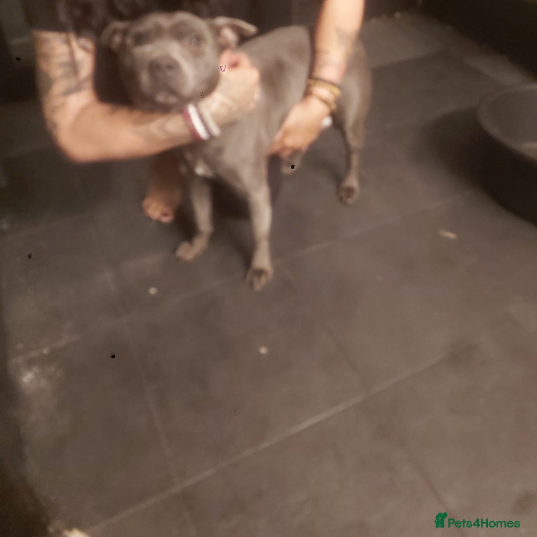 Mixed Breed dogs for sale: Blue staff x Black labrador puppies  - Advert 1