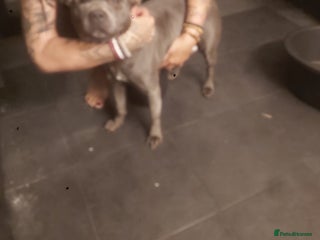 Mixed Breed dogs Blue staff x Black labrador puppies - Advert 2