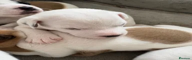 Jack Russell Puppy 1